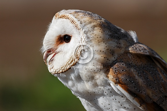 Barn Owl Close Up Side Profile