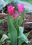 Deep Pink Tulips