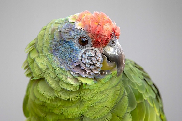 Red-tailed Amazon (Amazona brasiliensis) Red-tailed Amazon (Amazona brasiliensis)