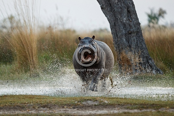 Aggressive hippo male fake attack