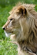 African Lion