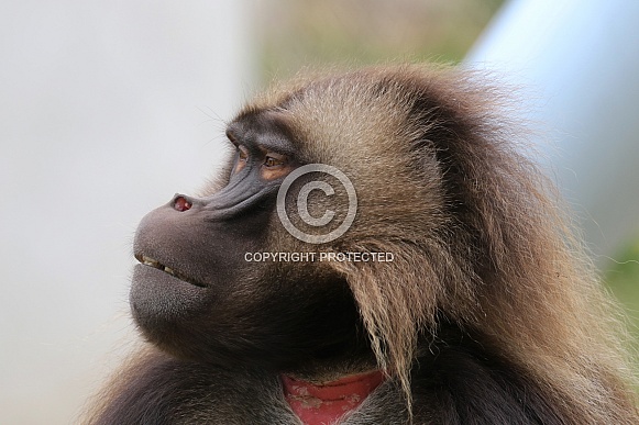 gelada