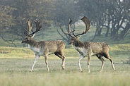 Fallow Deer