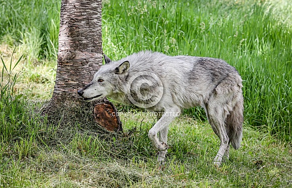 Tundra Grey Wolf Tundra Grey Wolf