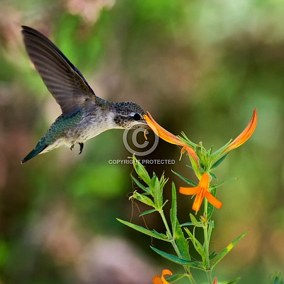 Hummingbird and Mexican Honeysuckle