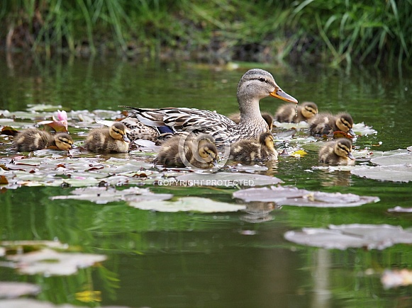 Mallard (Anas platyrhynchos)