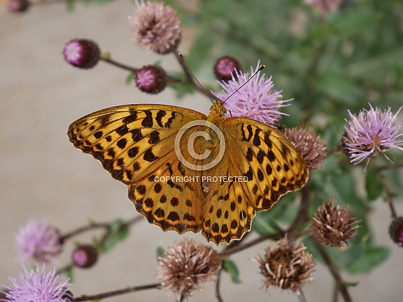 Silver-washed fritillary, female