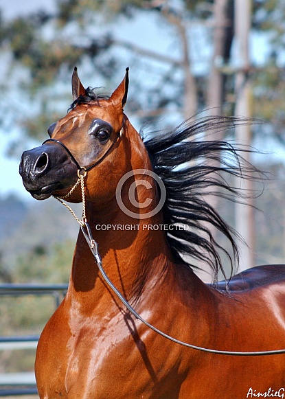 Arabian Stallion IV