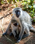 Black faced monkey mother and baby