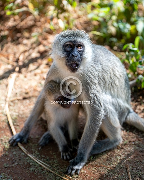 Black faced monkey mother and baby
