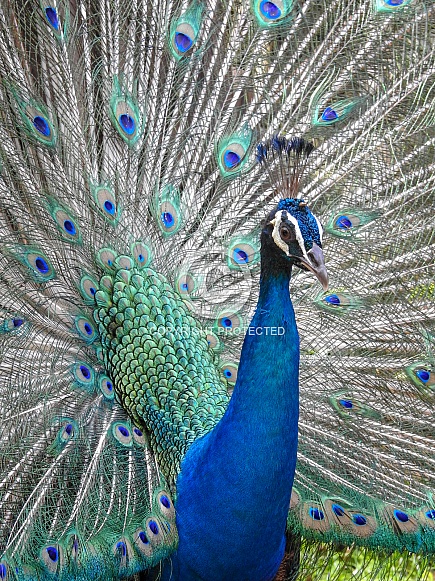 Indian peacock