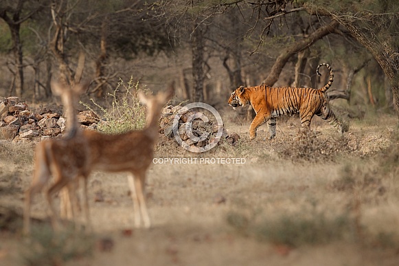 Beautiful tiger in the nature habitat. Tiger pose in amazing light. Wildlife scene with wild animal. Indian wildlife. Indian tiger. Panthera tigris tigris.