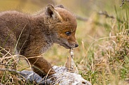 Red fox cubs