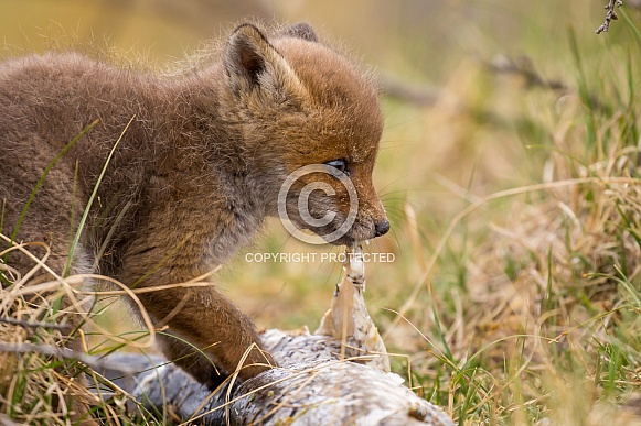 Red fox cubs Red fox cubs