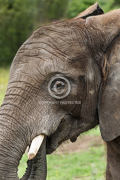 African Elephant