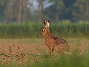 European Brown Hares