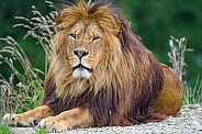 Pretty male lion