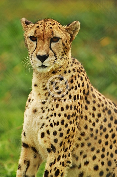 Cheetah Cheetah
