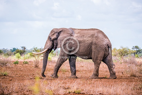 African Elephant (wild)