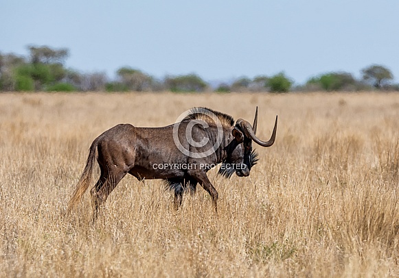 Black Wildebeest