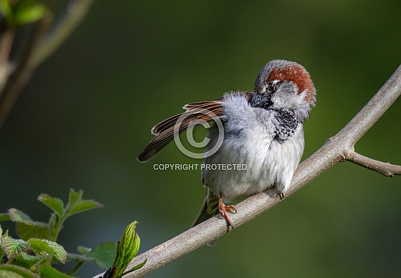 Male House Sparrow Male House Sparrow