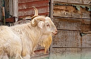 White Billy Goat