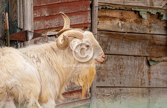 White Billy Goat White Billy Goat
