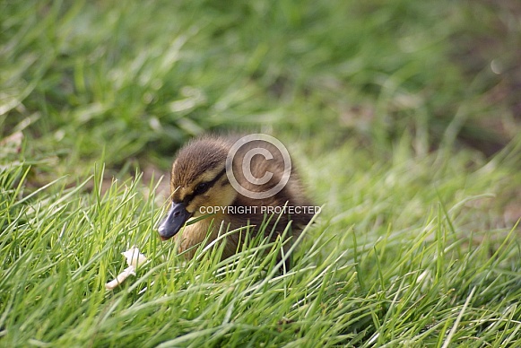 Mallard Duckling