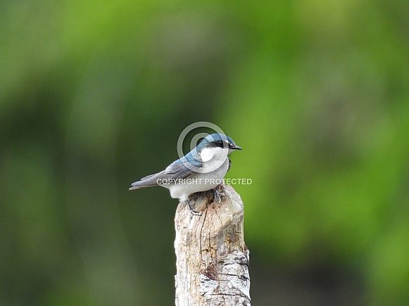 Mangrove Swallow