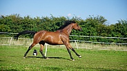 Thouroughbred Mare