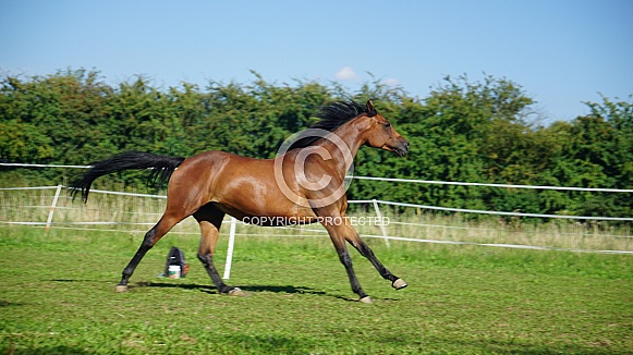 Thouroughbred Mare Thouroughbred Mare