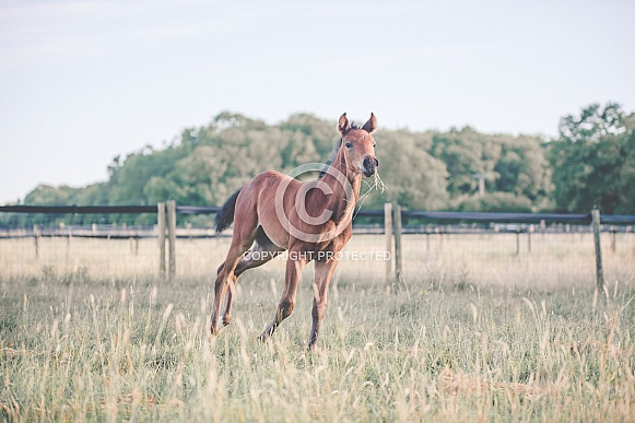 Bay Mare and filly Foal