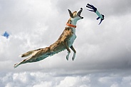 Border collie whipped mix dog in air jumping off a dock