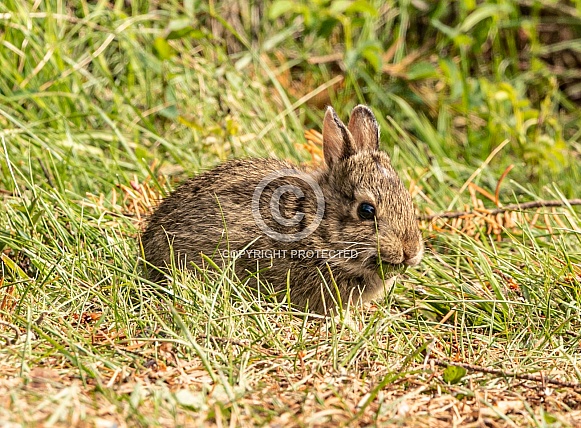 Baby rabbit