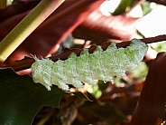 Atlas Moth Larva