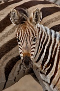 Zebra foal framed in stripes