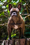 French Bulldog posing on a tree stump for an outdoor portrait