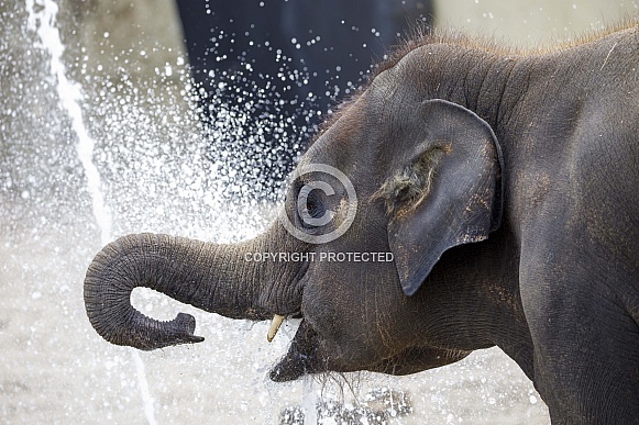 Asian Elephant (Elephas maximus)