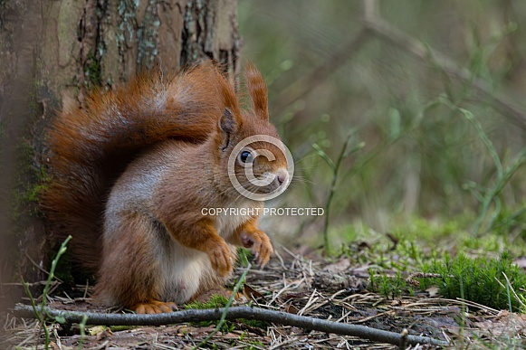 Red Squirrel in a forest