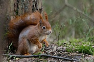 Red Squirrel in a forest
