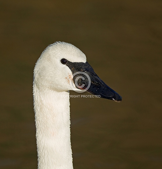Trumpeter Swan