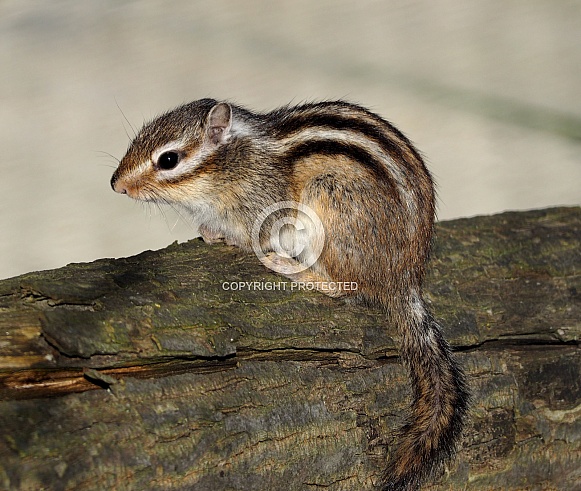 Chipmunk Chipmunk