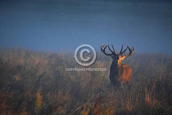 Red Deer Stag Red Deer Stag