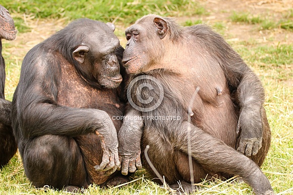 Chimpanzee Chimpanzee