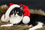 Cat with santa hat