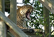 Leopard yawning