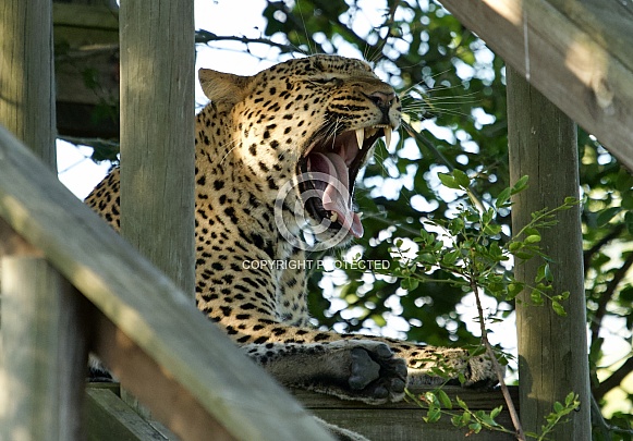 Leopard yawning