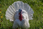 White broad-turkey