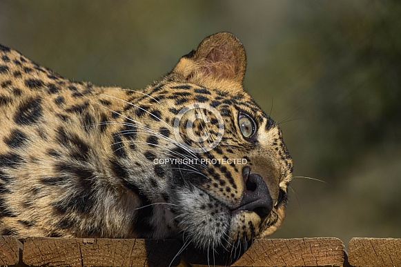 African leopard cub