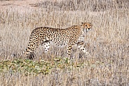 Cheetah (wild)